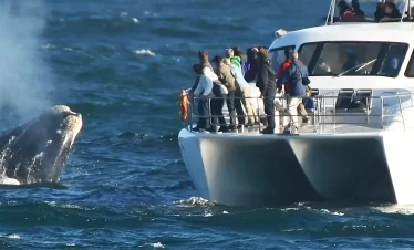 DMC SA-Group & Special Interest Whale Watching Safaris