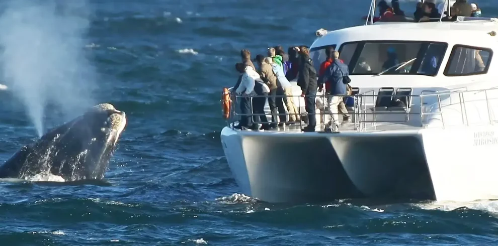 DMC SA-Group & Special Interest Whale Watching Safaris