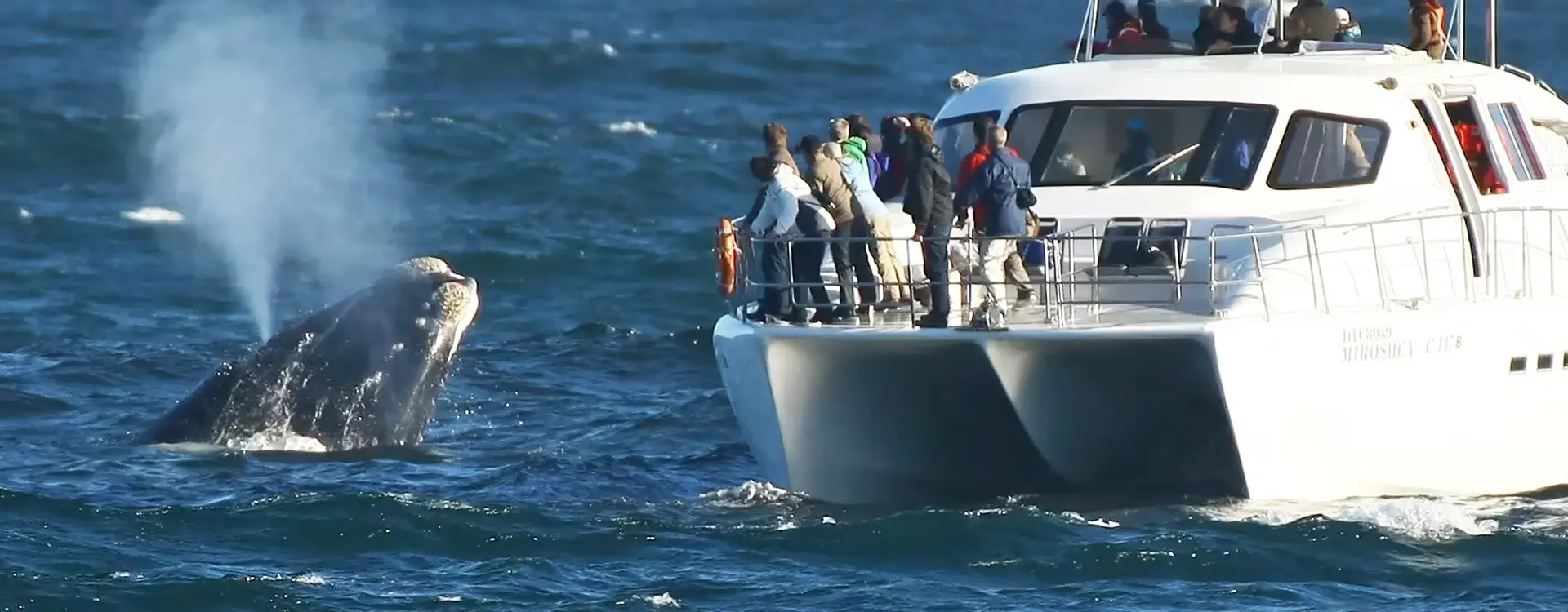 DMC SA-Group & Special Interest Whale Watching Safaris