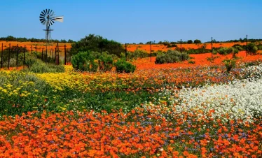 DMC SA-Group & Special Interest Wildflower Superblooms