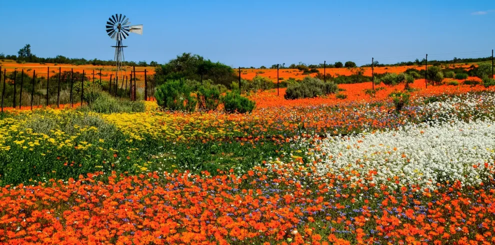 DMC SA-Group & Special Interest Wildflower Superblooms