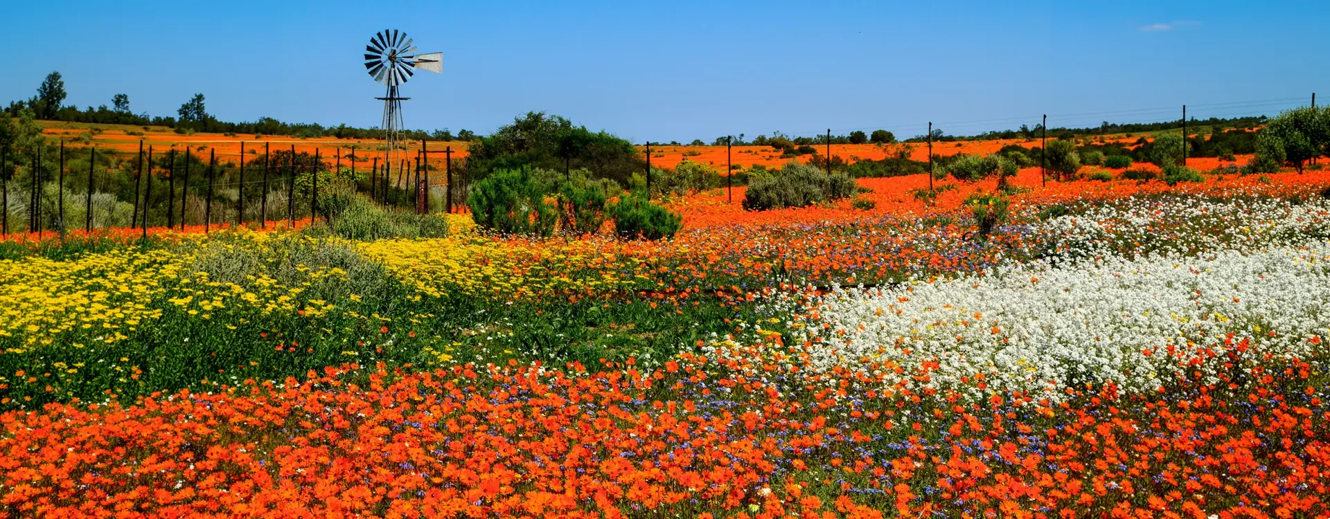 DMC SA-Group & Special Interest Wildflower Superblooms