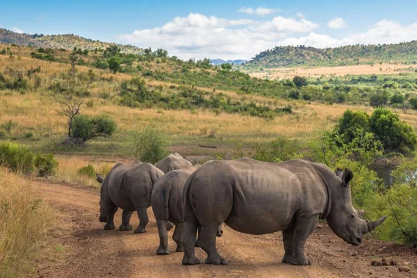 DMC SA-Home Services Safari Tours4