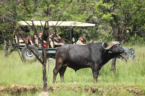 DMC SA-Home Services Safari Tours6